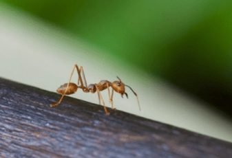 Como aprendi a orar e perseverar observando uma formiga